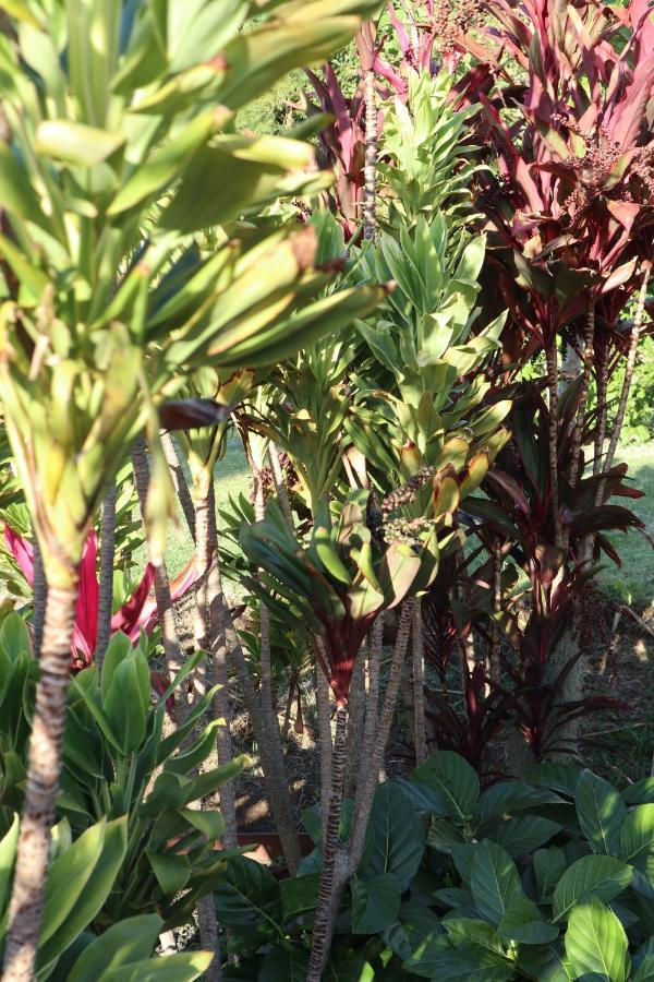 God'S Peace Of Maui Bed and Breakfast Makawao Buitenkant foto