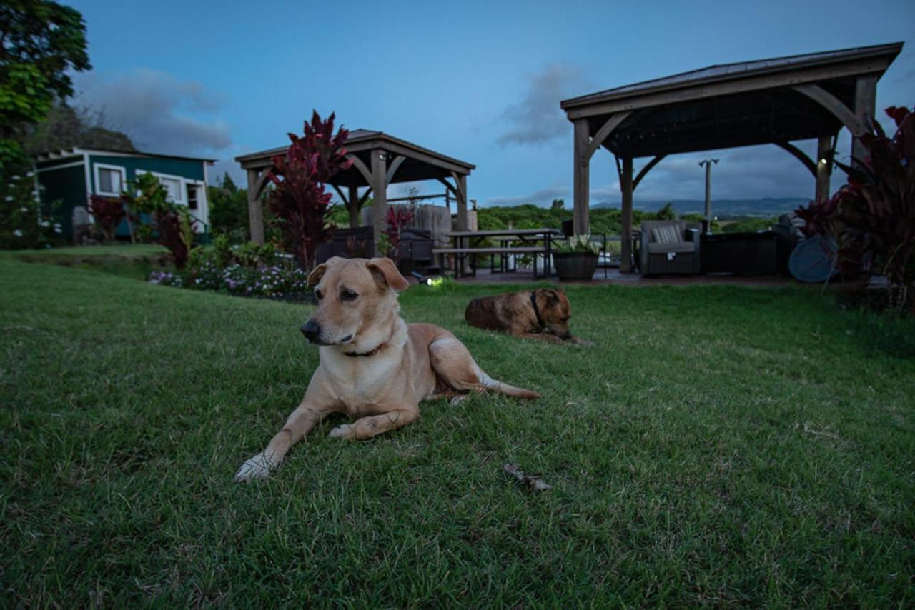 God'S Peace Of Maui Bed and Breakfast Makawao Buitenkant foto
